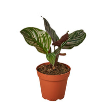 Load image into Gallery viewer, Calathea &#39;Ornata&#39;