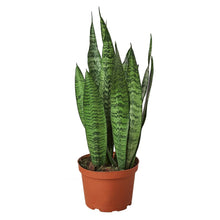 Load image into Gallery viewer, Snake Plant &#39;Zeylanica&#39;