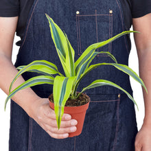 Load image into Gallery viewer, Dracaena Deremensis &#39;Lemon Lime&#39;