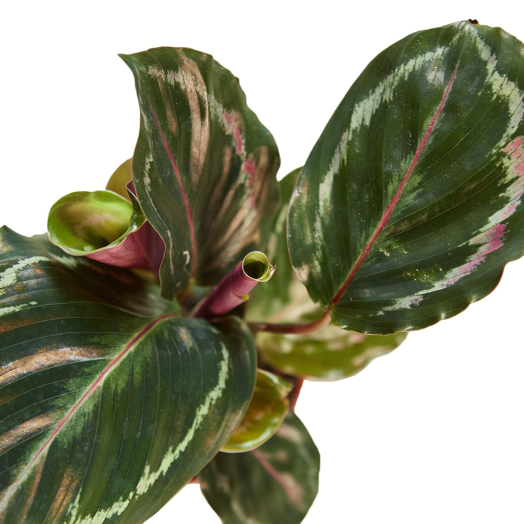 Calathea Roseopicta 'Medallion' – Mickey Hargitay Plants