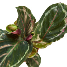 Load image into Gallery viewer, Calathea Roseopicta &#39;Medallion&#39;
