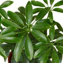 Load image into Gallery viewer, Schefflera Arboricola &#39;Umbrella&#39;