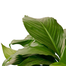 Load image into Gallery viewer, Spathiphyllum &#39;Peace Lily&#39;
