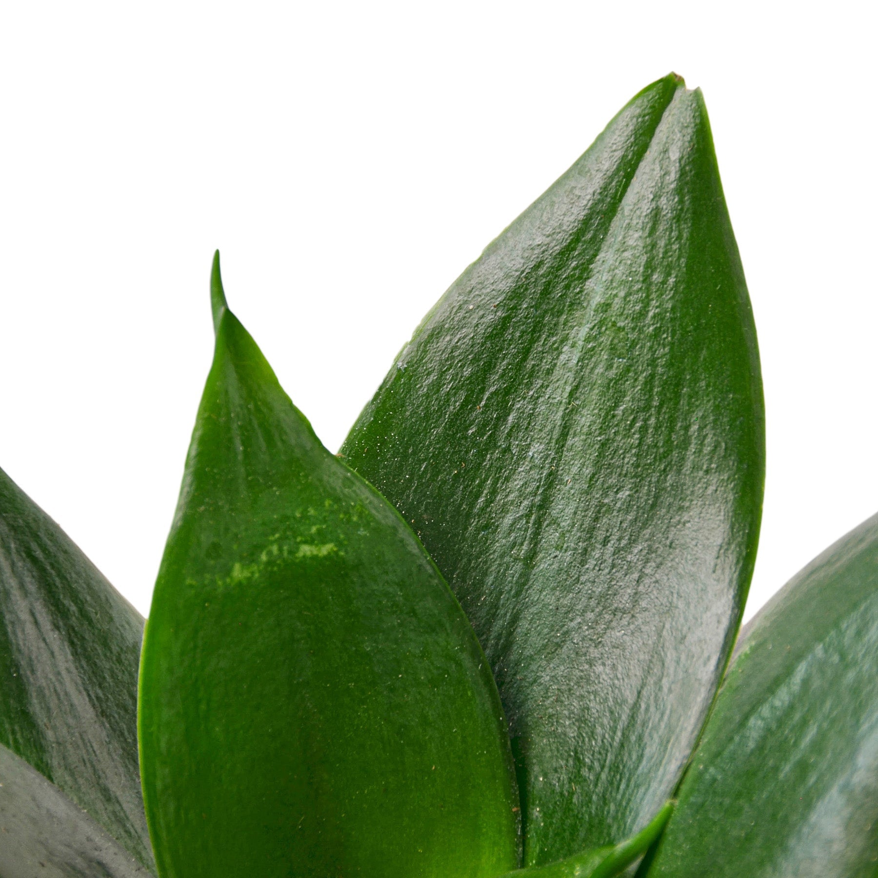 jade marginata snake plant Snake Plant Jade – Mickey Hargitay Plants