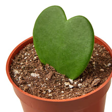 Load image into Gallery viewer, Hoya Sweetheart