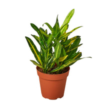 Load image into Gallery viewer, Croton &#39;Sunny Star&#39;