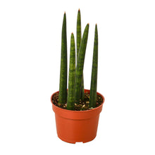 Load image into Gallery viewer, Snake Plant Cylindrica