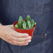 Load image into Gallery viewer, Lifesaver Cactus