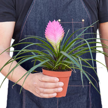 Load image into Gallery viewer, Bromeliad Cyanea &#39;Pink Quill&#39;