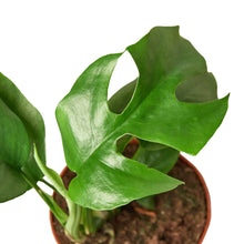 Load image into Gallery viewer, Philodendron Mini Monstera Minima
