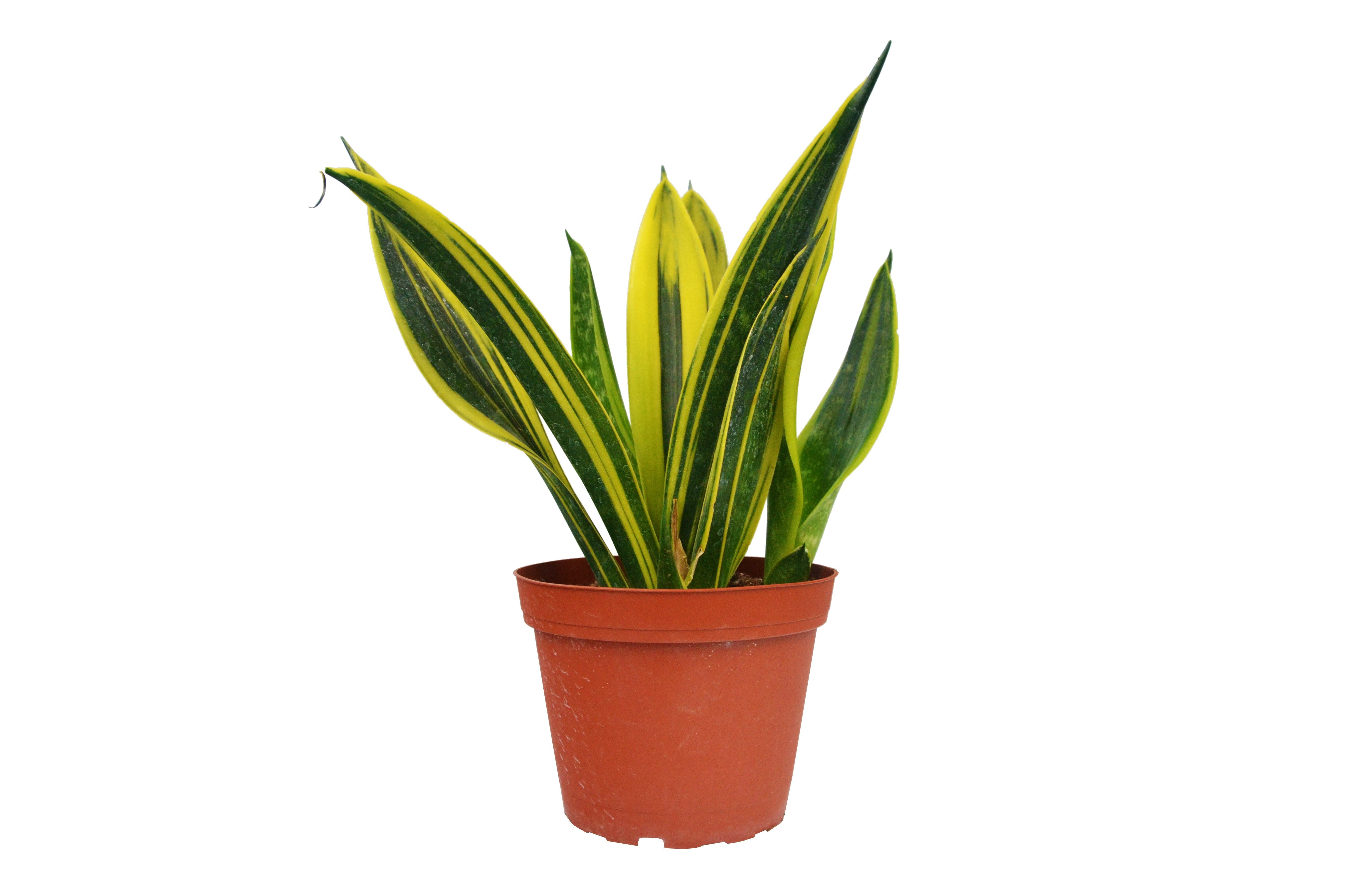 flame snake plant Indoor Plant – Snakeplant – Height: 45 cm
