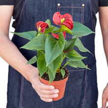Load image into Gallery viewer, Anthurium &#39;Red&#39;