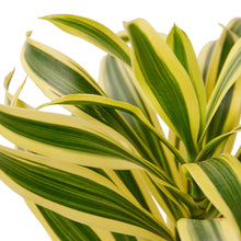 Load image into Gallery viewer, Dracaena &#39;Song of India&#39;