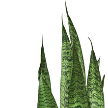 Load image into Gallery viewer, Snake Plant &#39;Zeylanica&#39;
