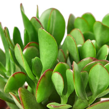 Load image into Gallery viewer, Succulent Crassula &#39;Jade&#39;