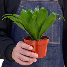 Load image into Gallery viewer, Dracaena &#39;Janet Craig&#39;