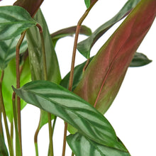 Load image into Gallery viewer, Calathea &#39;Grey Star&#39;