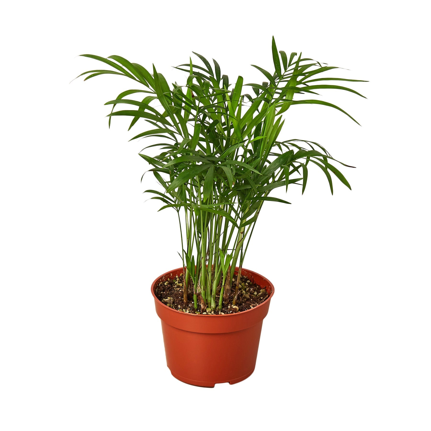 types of parlor palms Parlor Palm – Mickey Hargitay Plants