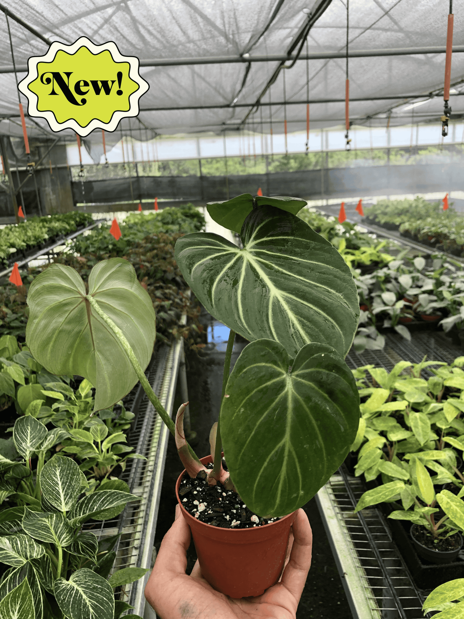 philodendron dark form gloriosum Philodendron Gloriosum – Mickey Hargitay Plants