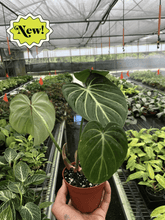 Load image into Gallery viewer, Philodendron Gloriosum