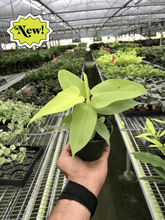 Load image into Gallery viewer, Philodendron &#39;Gold Violin&#39;