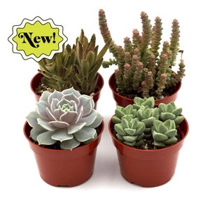 succulent asstd Assorted Succulent Variety