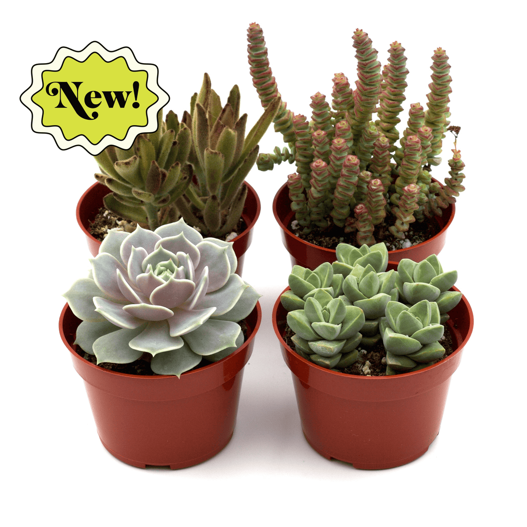 mickey succulent Assorted Succulent Variety