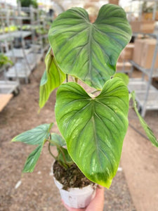 philodendron plowmanii silver cloud Philodendron PlowManii