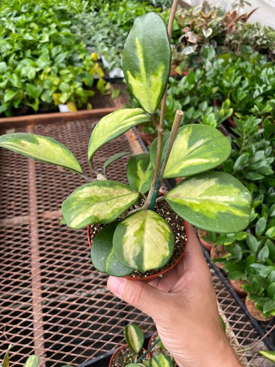 Howtobasic Reverse Plant Tree Hoya Obovata Reverse – Mickey Hargitay Plants