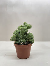 Load image into Gallery viewer, Succulent Cereus Coral Green