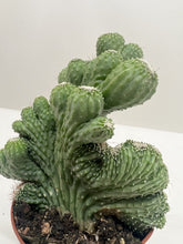 Load image into Gallery viewer, Succulent Cereus Coral Green
