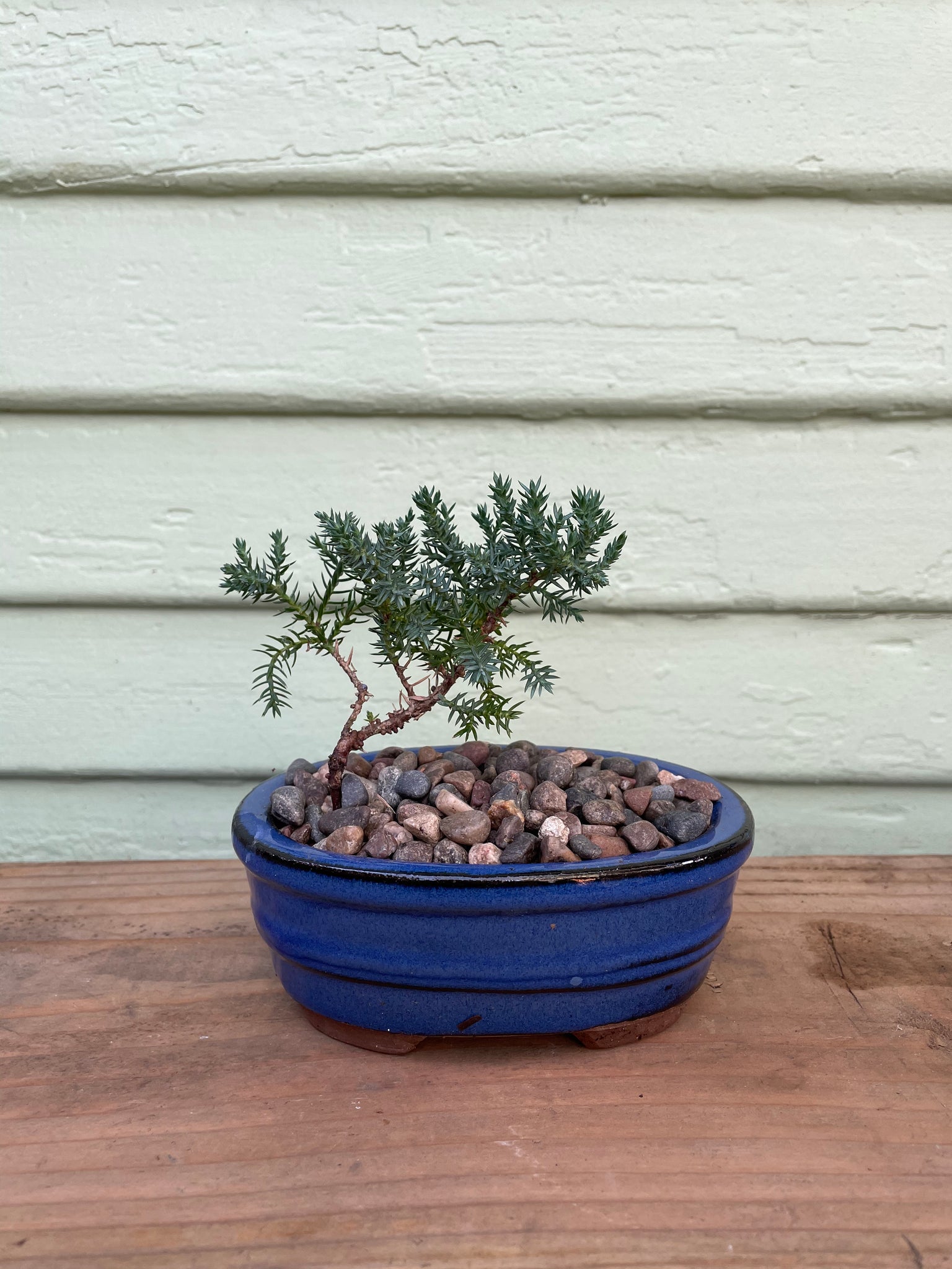 juniper bonsai tree for sale Juniper Bonsai