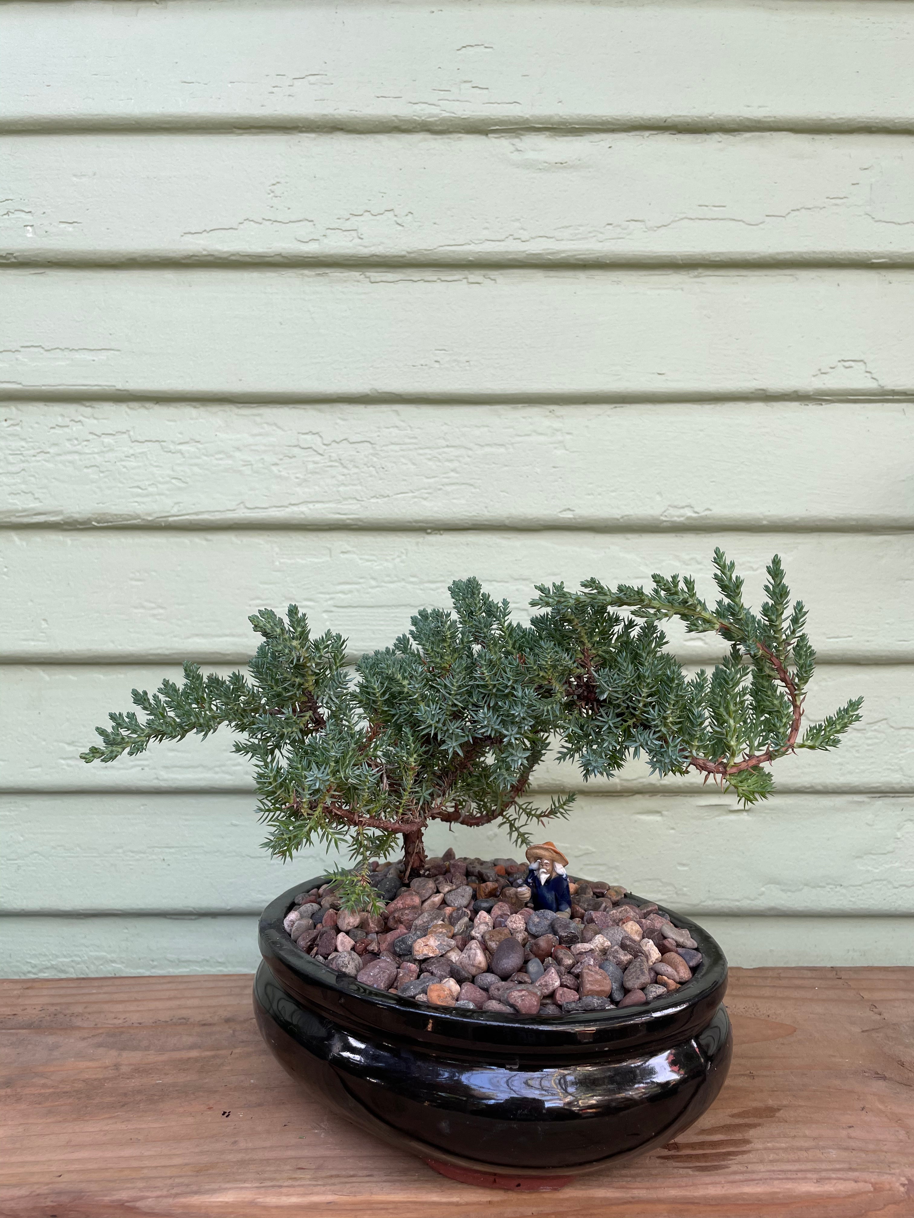 buy juniper bonsai tree Juniper Bonsai