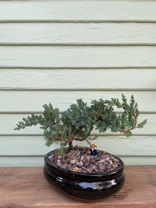 Juniper Bonsai