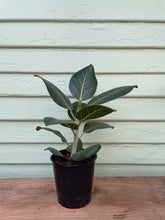 Load image into Gallery viewer, Ficus benghalensis - Audrey