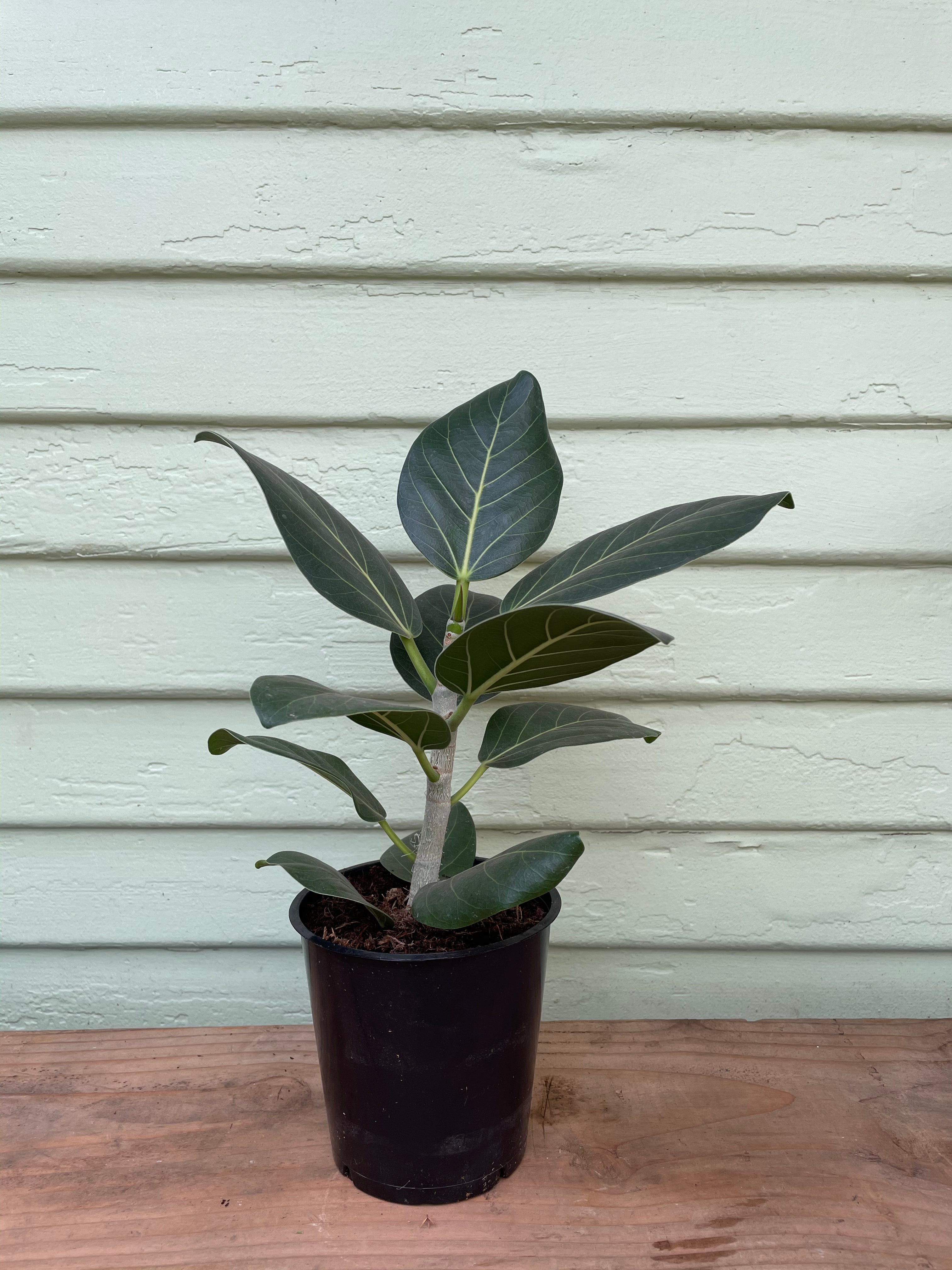 ficus audrey mickey hargitay Ficus benghalensis