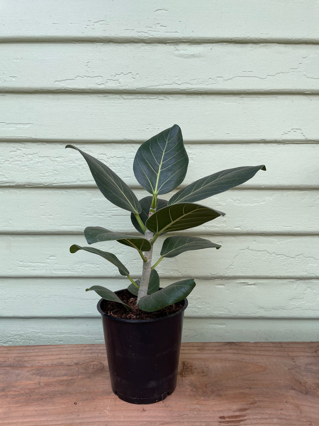 ficus audrey poisonous Ficus benghalensis - Audrey