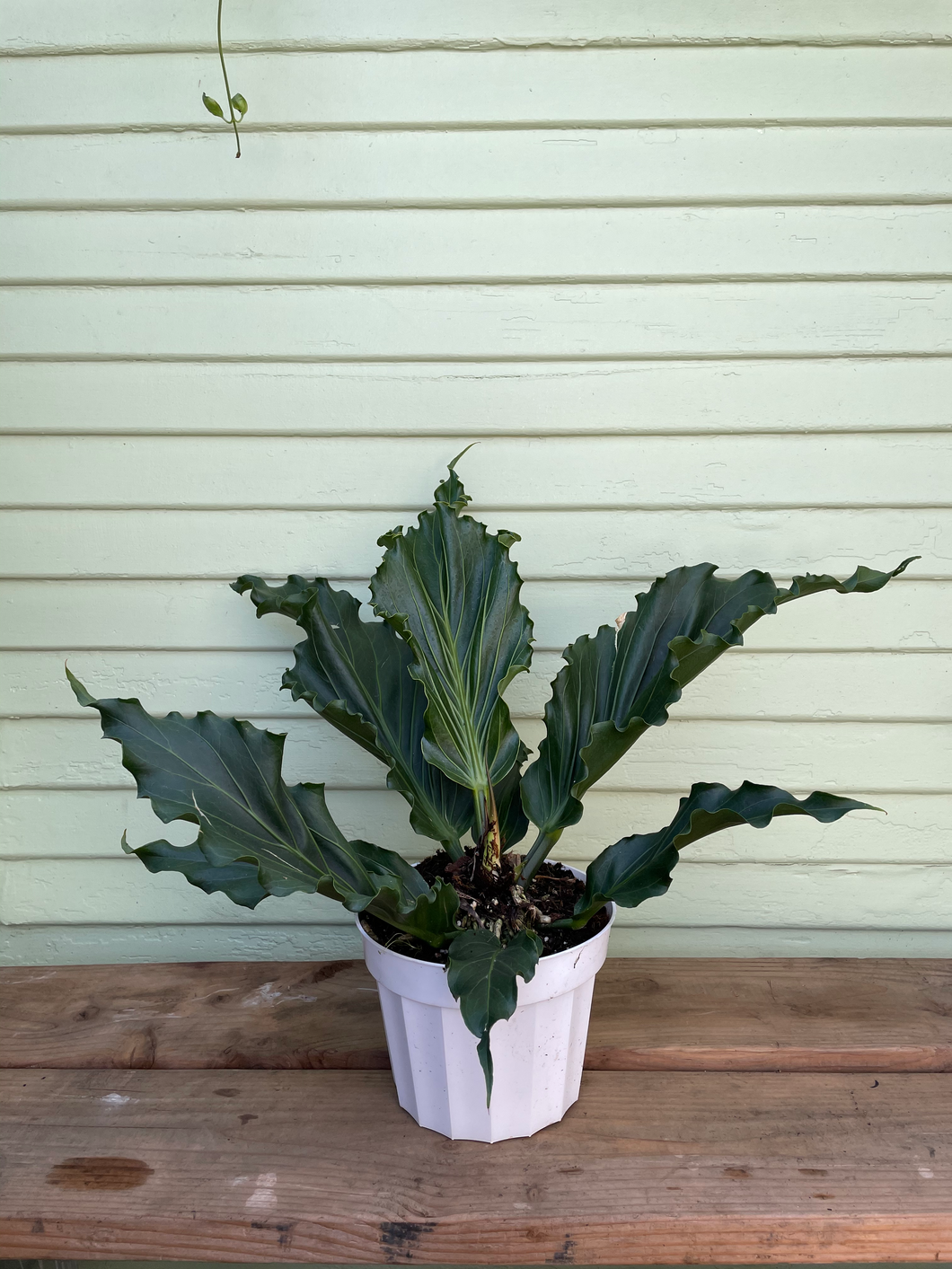 anthurium plowmanii Anthurium