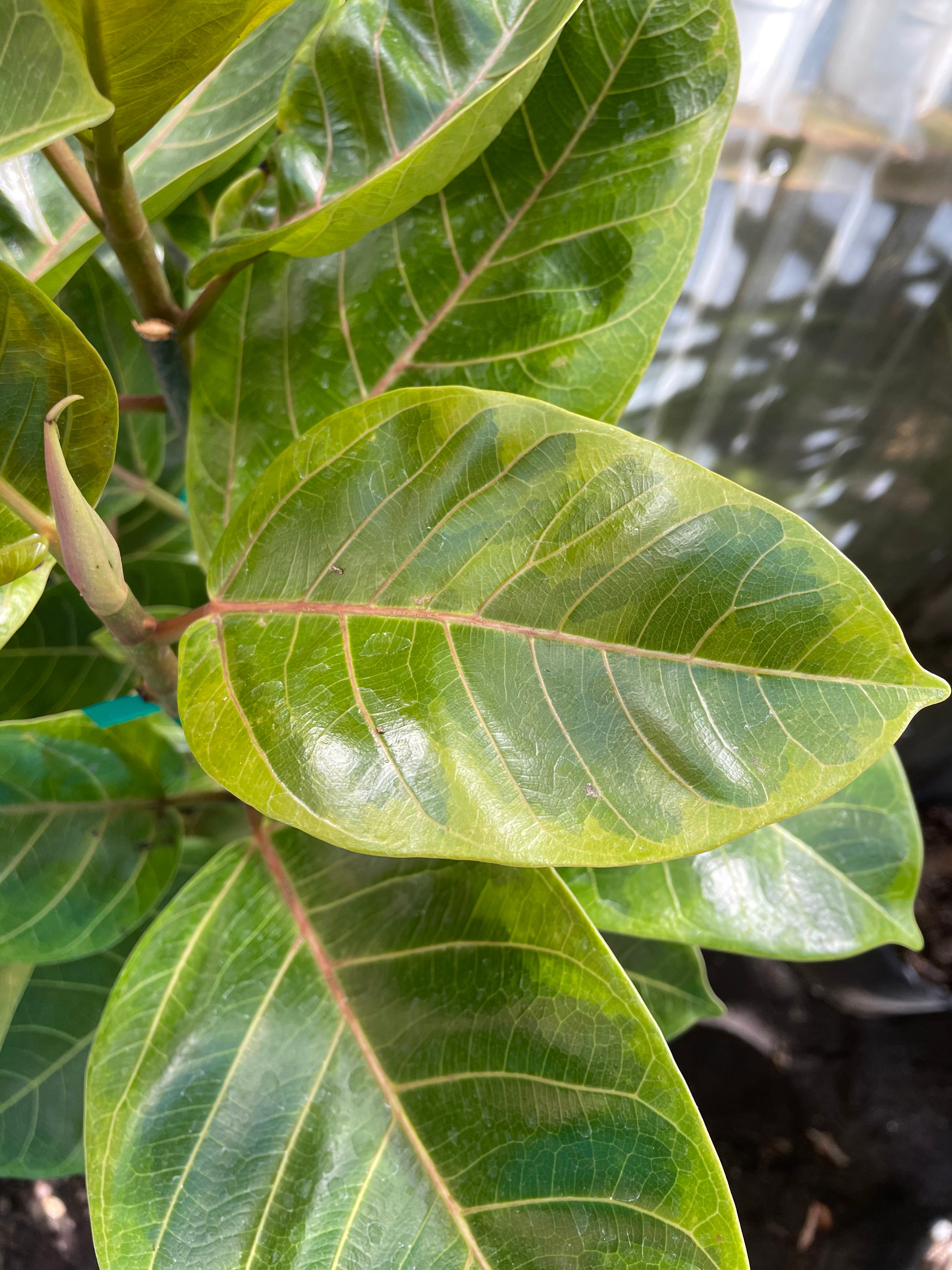 ficus audrey vs altissima Ficus altissima 'Yellow Gem'