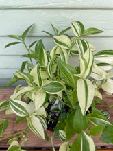 Load image into Gallery viewer, Tradescantia - White Cloud
