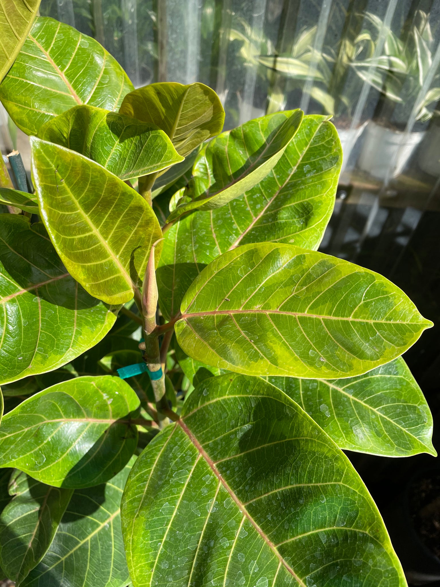 ficus altissima yellow gem height Ficus altissima 'Yellow Gem'