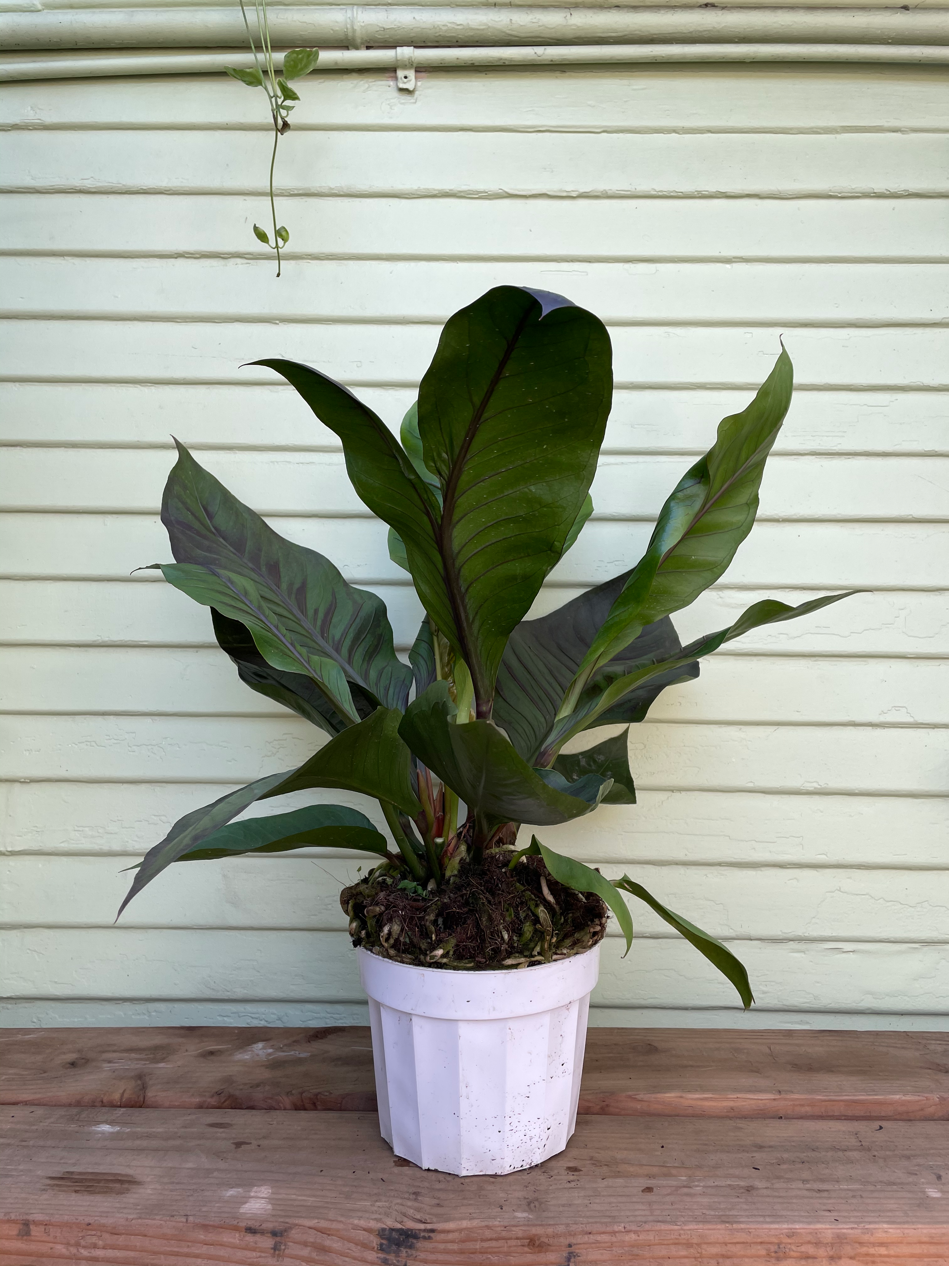 anthurium 'big red bird' Anthurium