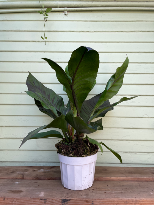 Anthurium - Big Red Bird