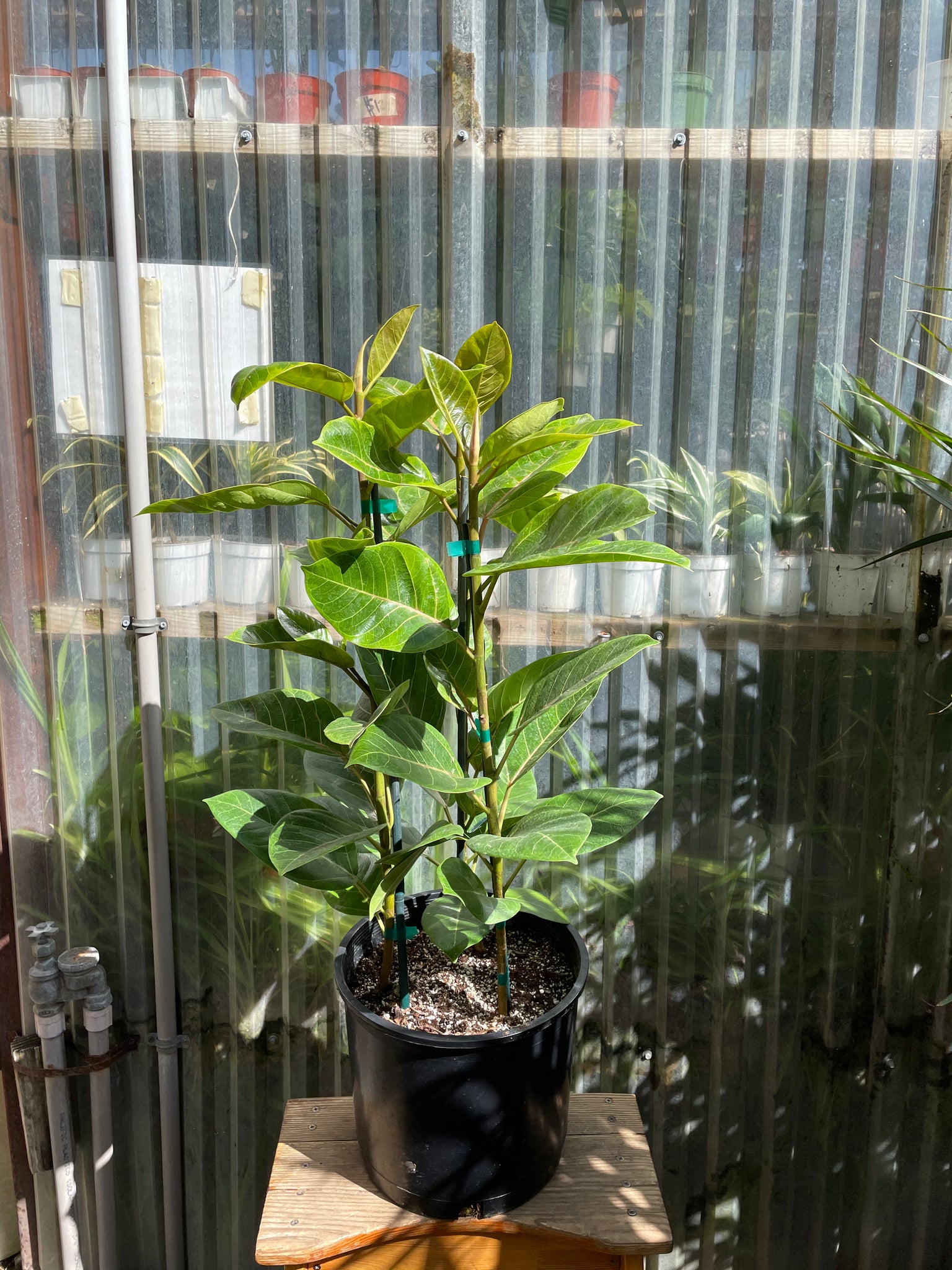 yellow gem ficus altissima Ficus altissima 'Yellow Gem'