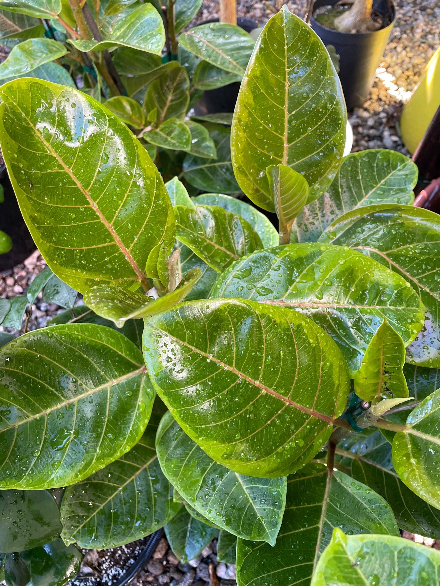 ficus altissima yellow gem Ficus altissima 'Yellow Gem'