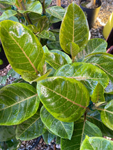 Load image into Gallery viewer, Ficus altissima &#39;Yellow Gem&#39;