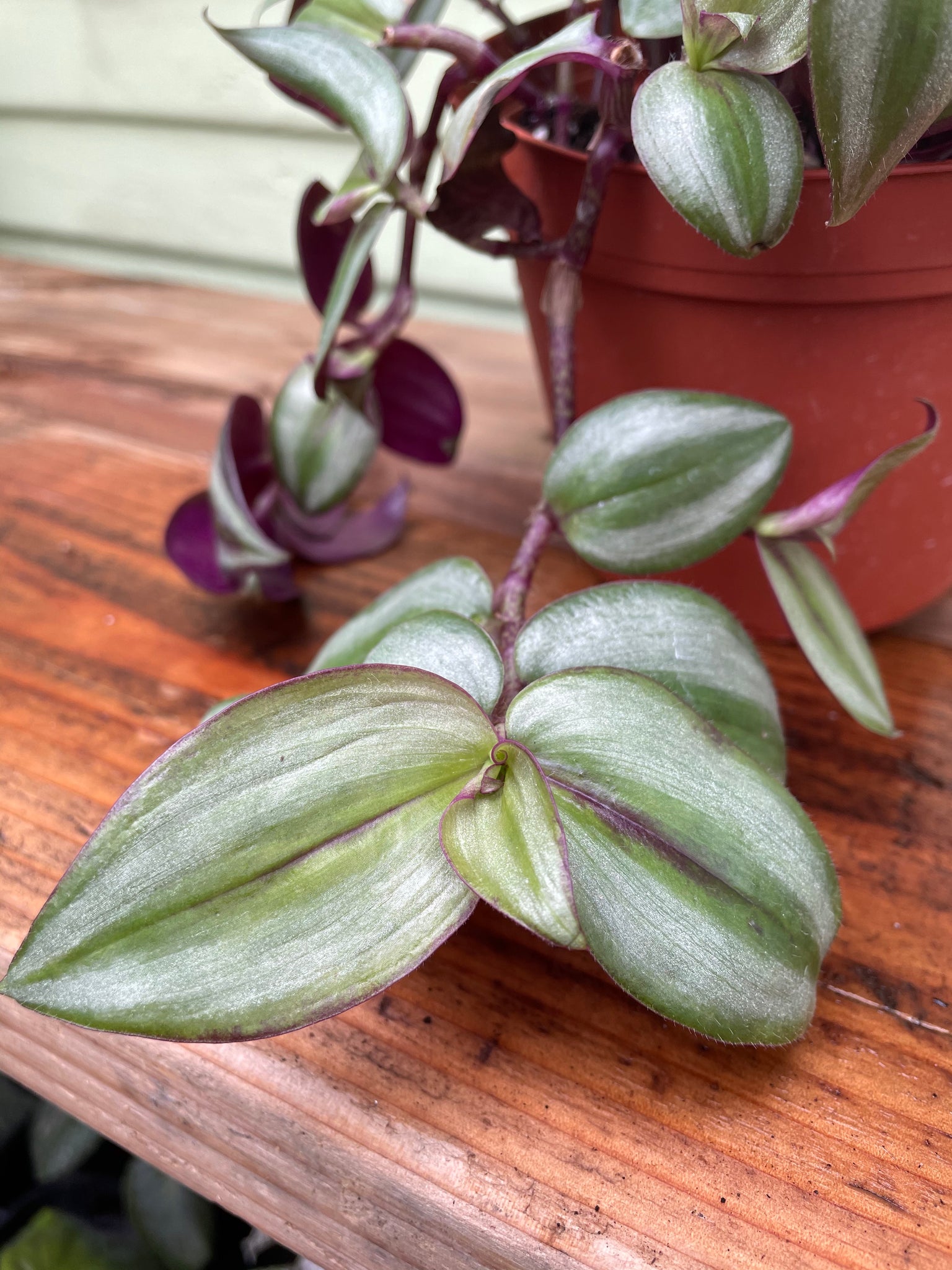 zebrina hanging plant Tradescantia fluminensis variegata - White Cloud