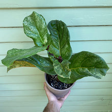 Load image into Gallery viewer, Raffle for Charity - Variegated Fiddle - Mickey Hargitay Plants