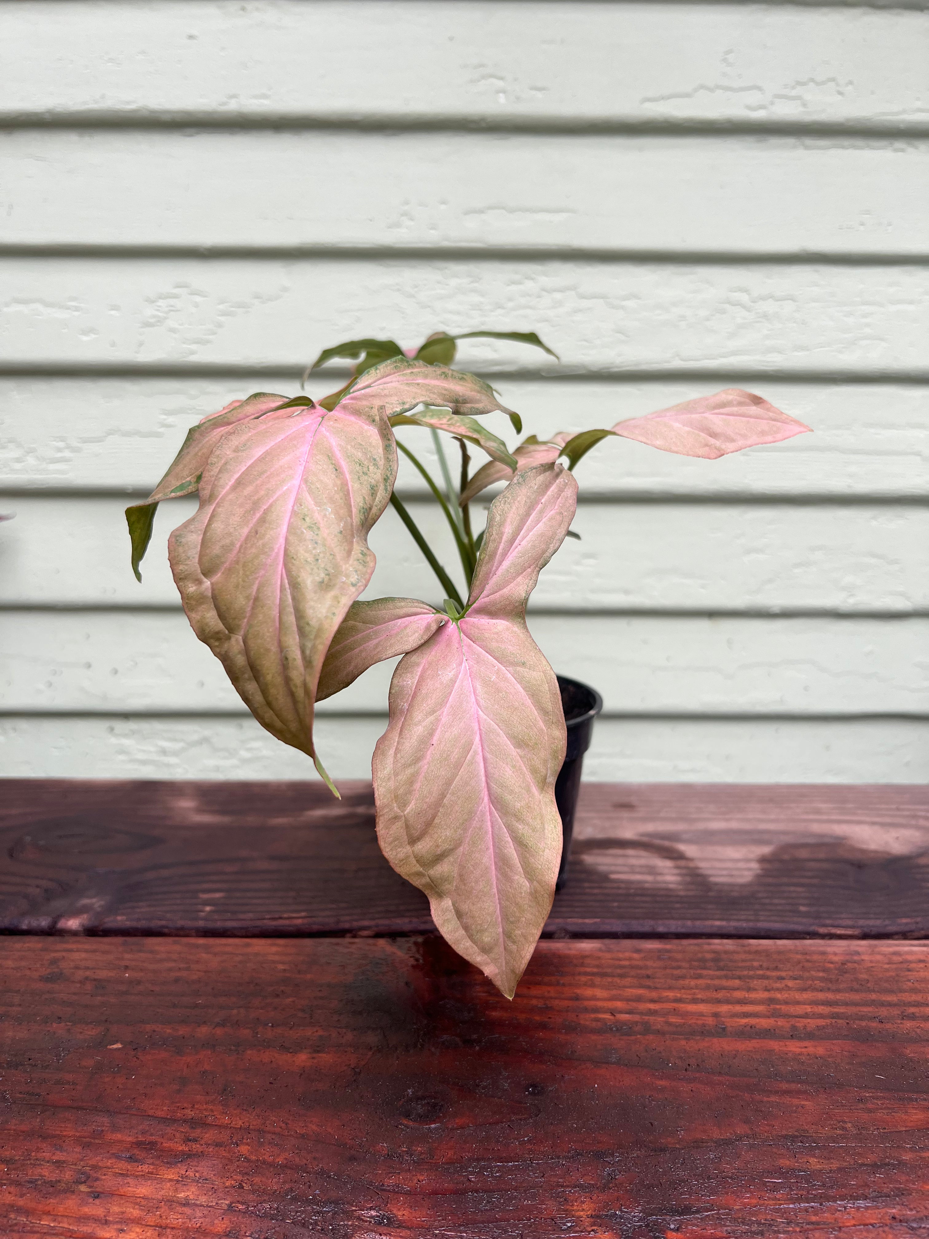 pink pothos for sale Syngonium Pink Splash