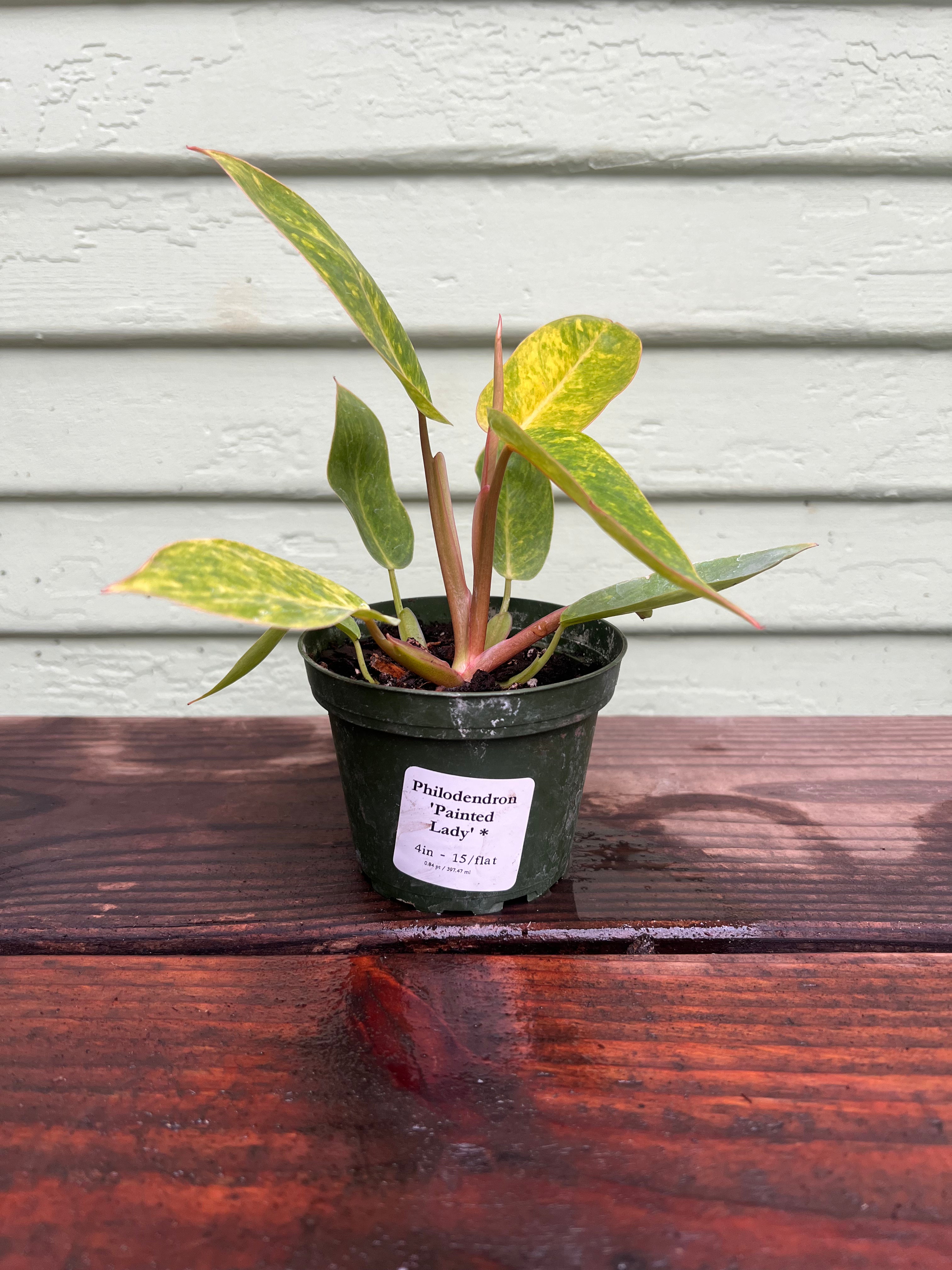 painted lady plant philodendron Philodendron - Painted Lady